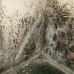 Massive mold infiltration