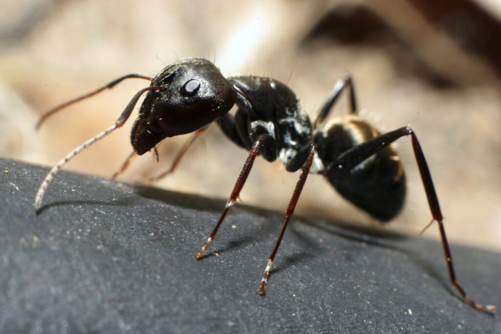 Ants