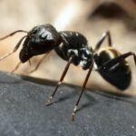 Ants