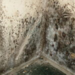 Mold